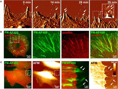 Controlling Fibronectin Fibrillogenesis Using Visible Light